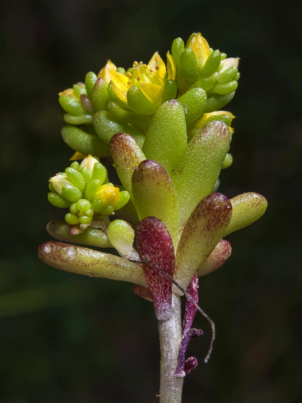 Sedum annuum.08