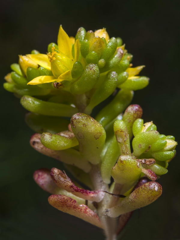 Sedum annuum.09