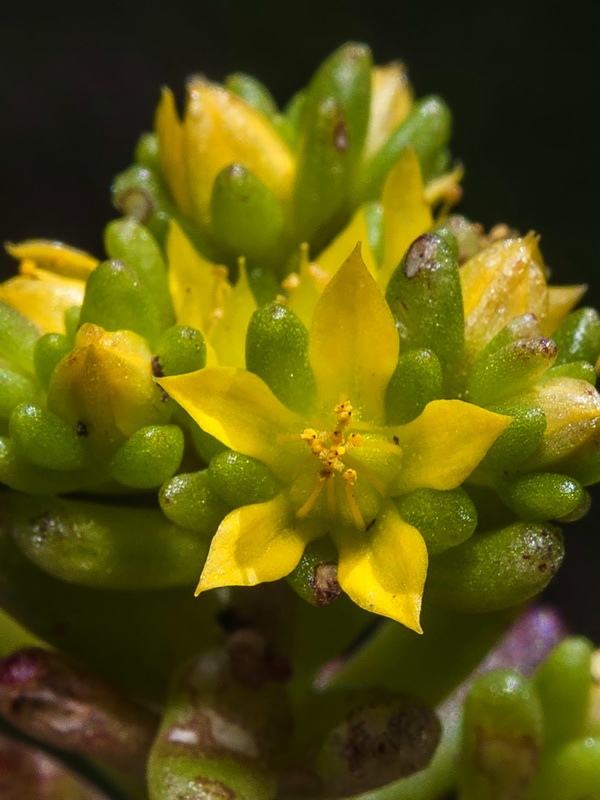 Sedum annuum.11