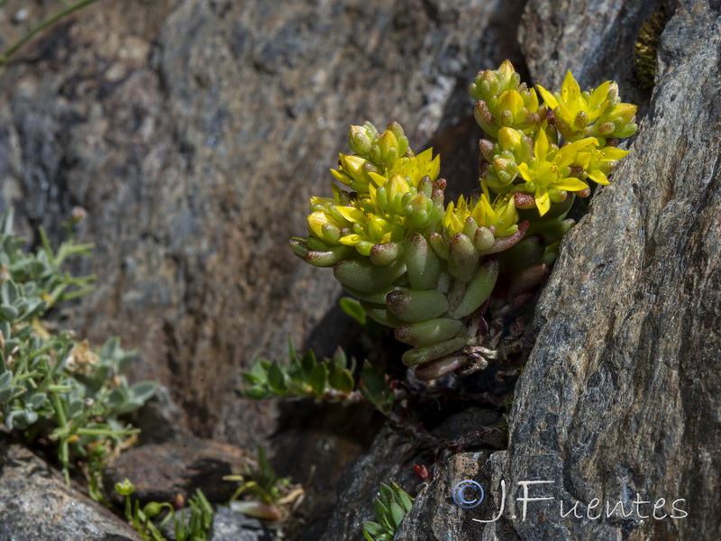 Sedum annuum.12