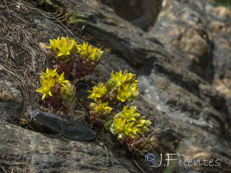 Sedum annuum.16