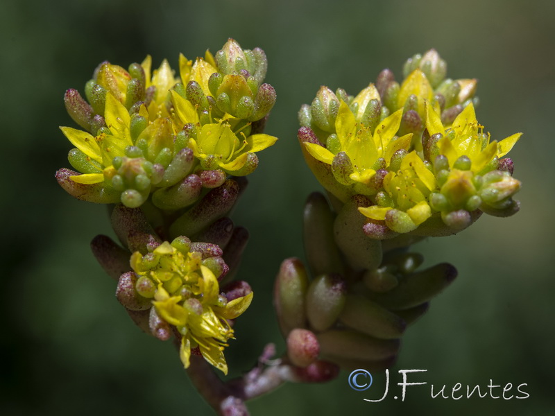 Sedum annuum.17