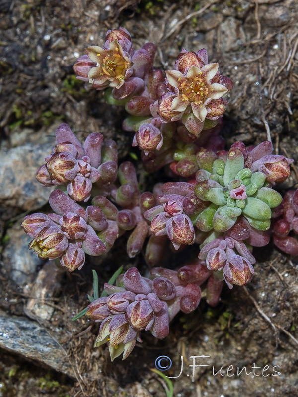 Sedum atratum atratum.01