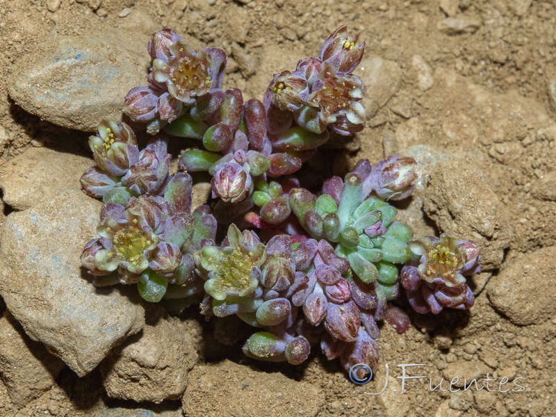 Sedum atratum atratum.02