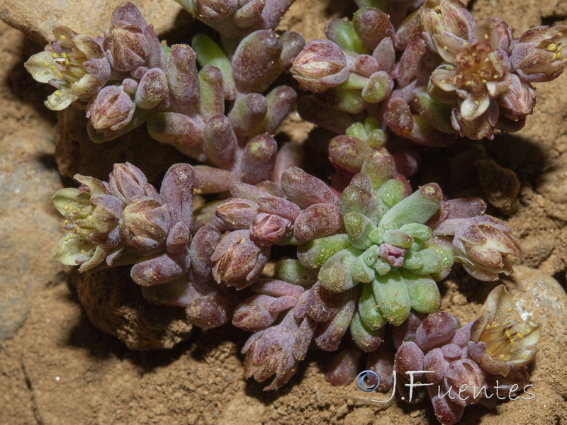 Sedum atratum subsp. atratum