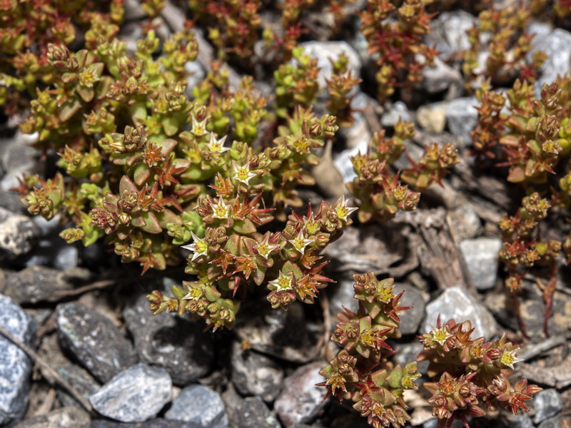 Sedum caespitosum.01