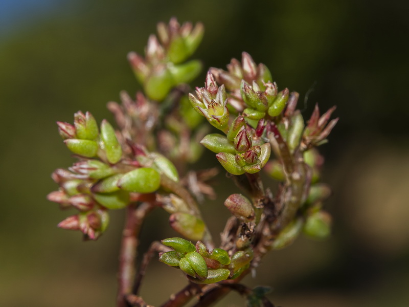 Sedum caespitosum.02