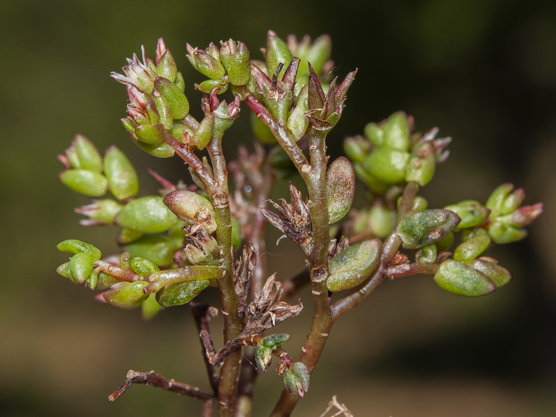 Sedum caespitosum.03