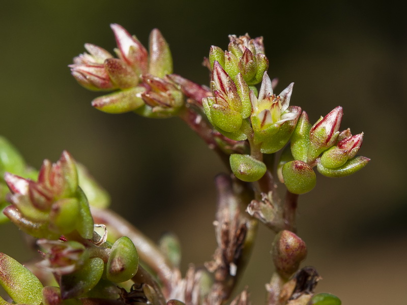 Sedum caespitosum.05