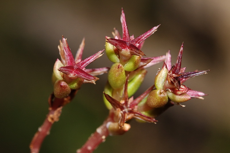 Sedum caespitosum.08