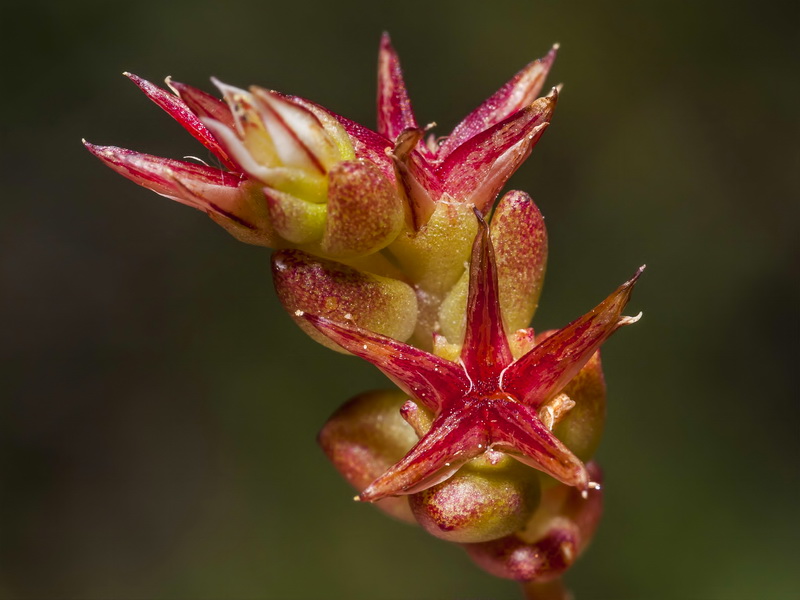 Sedum caespitosum.10