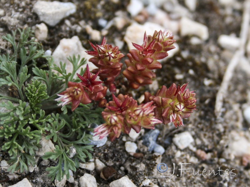 Sedum caespitosum.12