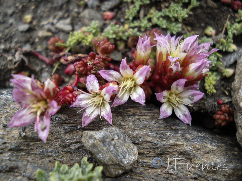 Sedum candollei.01
