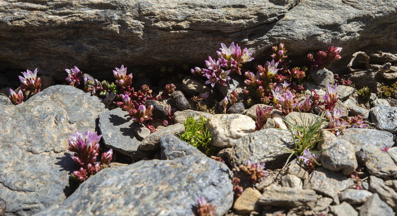 Sedum candollei.03