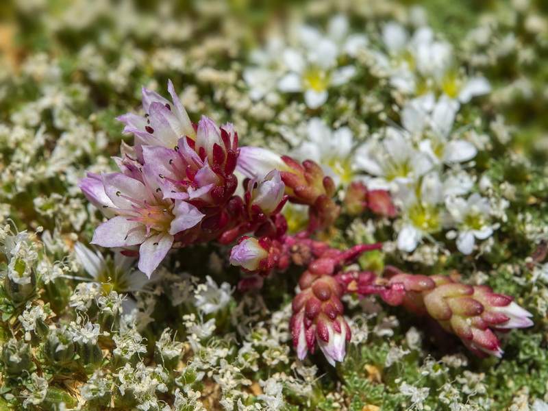 Sedum candollei.04