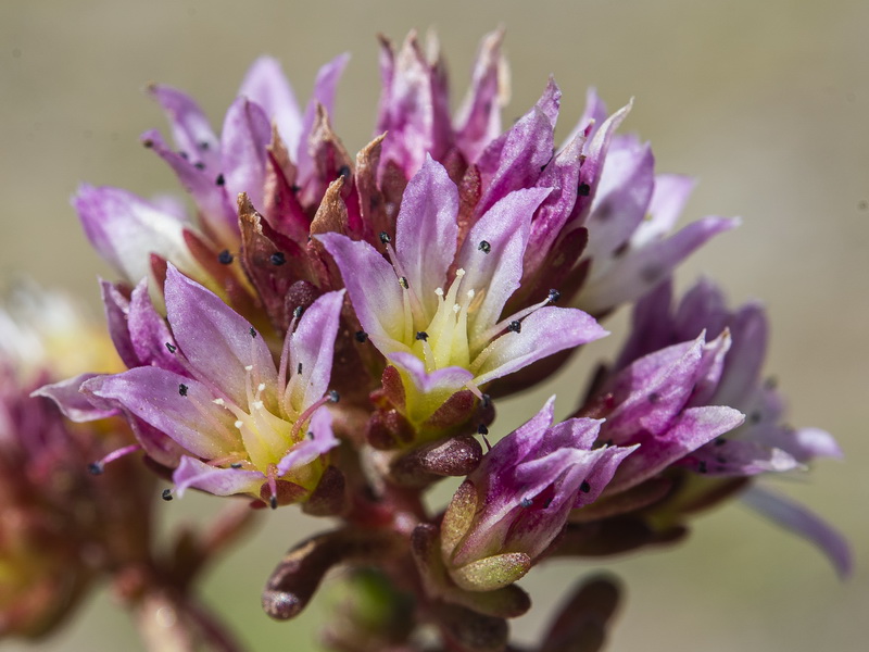 Sedum candollei.09