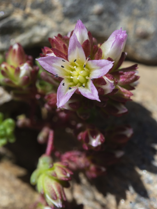 Sedum candollei.10