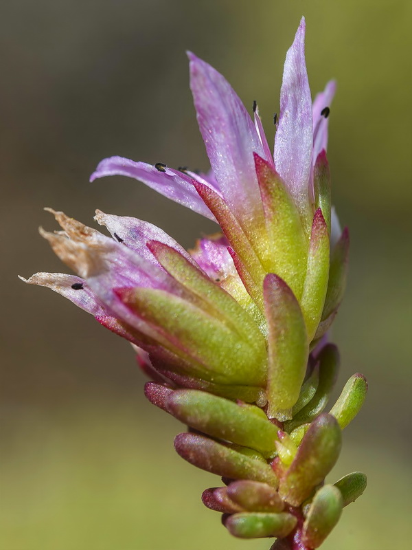 Sedum candollei.14