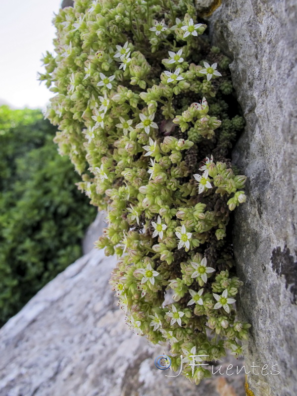 Sedum dasyphyllum dasyphyllum.01