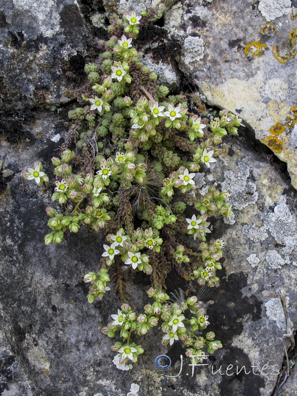 Sedum dasyphyllum dasyphyllum.02