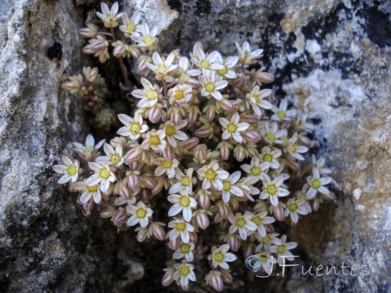 Sedum dasyphyllum dasyphyllum.03