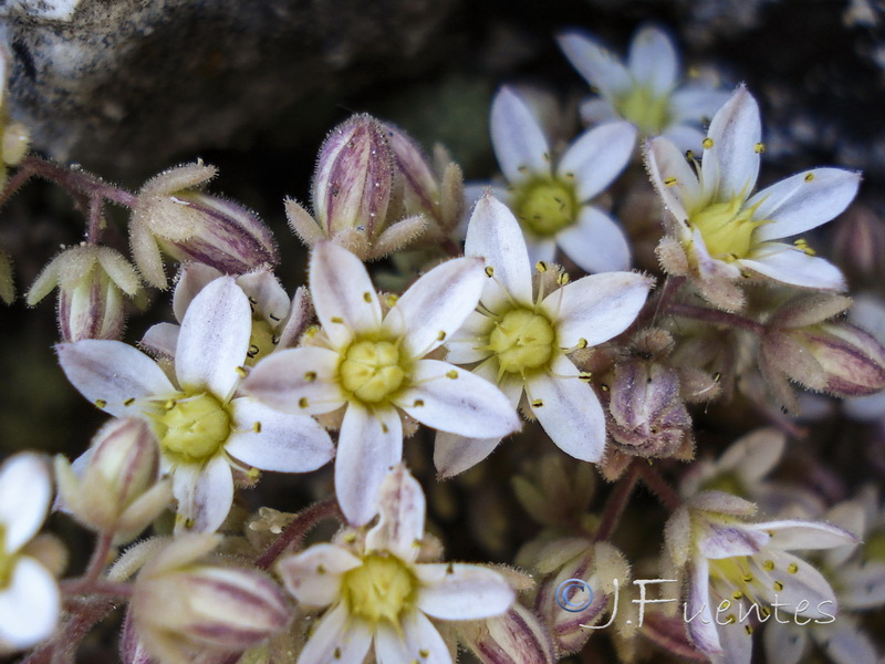 Sedum dasyphyllum dasyphyllum.04