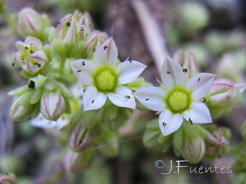 Sedum dasyphyllum dasyphyllum.05