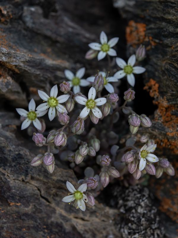 Sedum dasyphyllum dasyphyllum.02