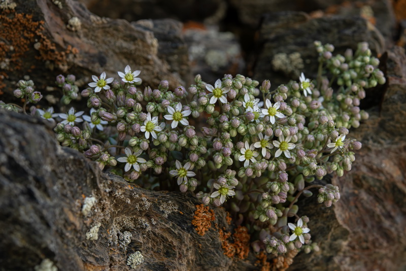 Sedum dasyphyllum dasyphyllum.10