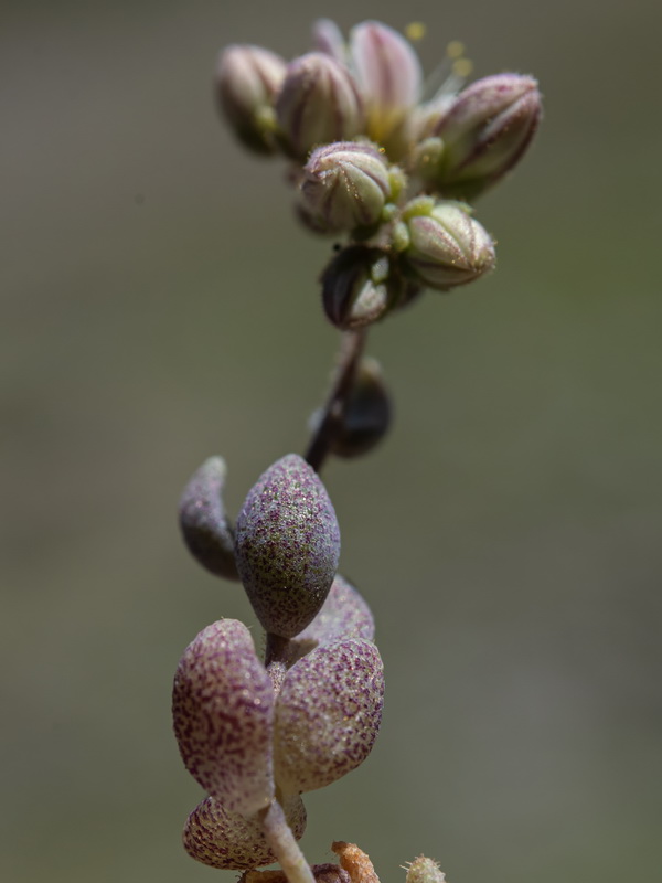 Sedum dasyphyllum dasyphyllum.04