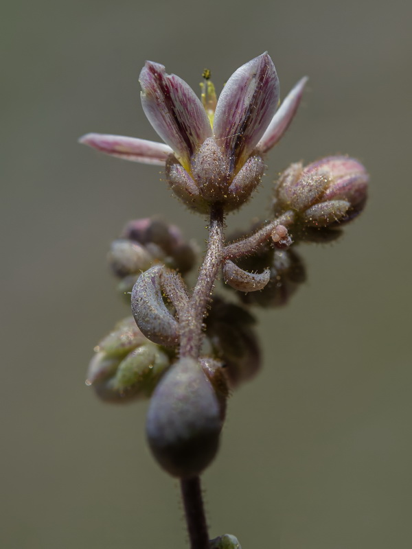 Sedum dasyphyllum glanduliferum.02