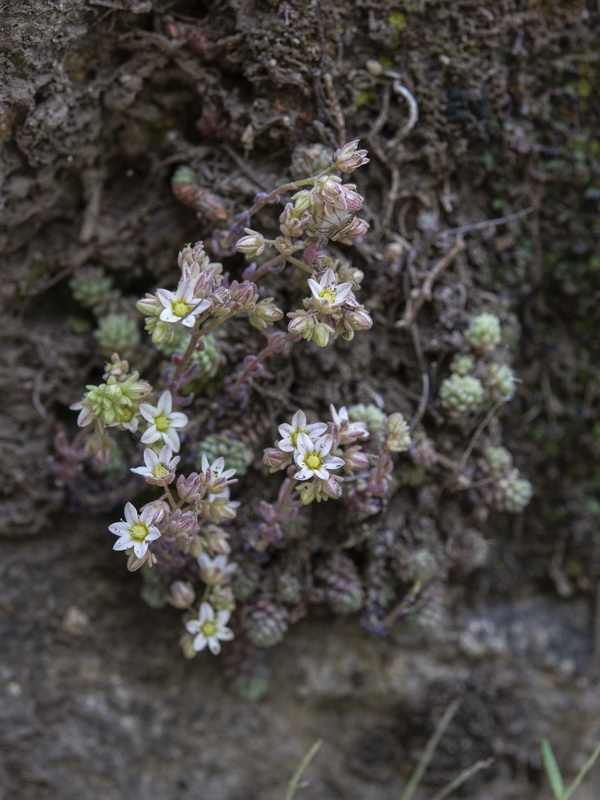 Sedum dasyphyllum.02