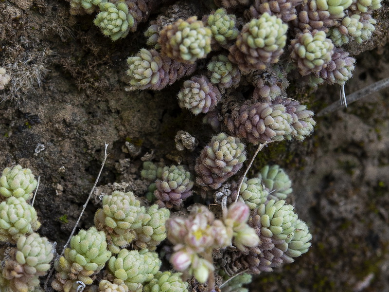 Sedum dasyphyllum.04