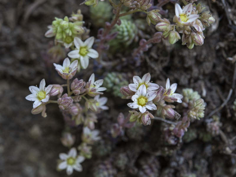 Sedum dasyphyllum.05