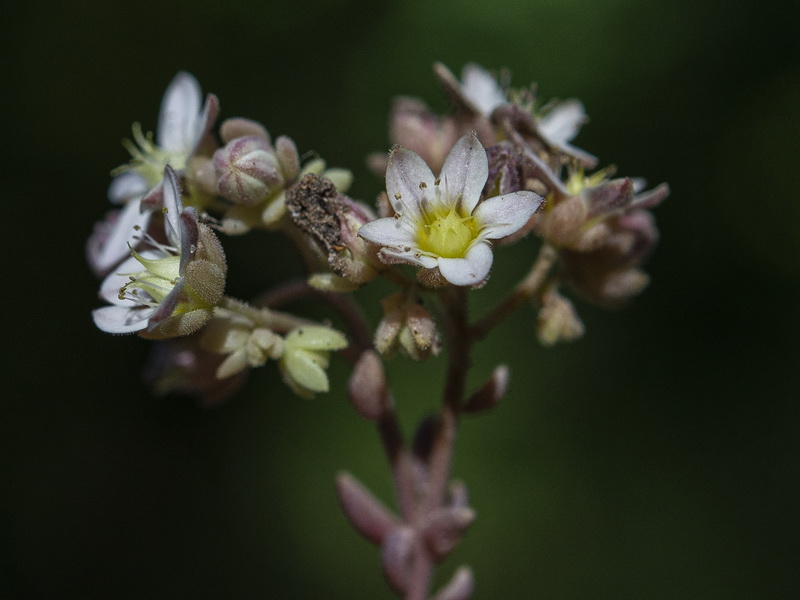 Sedum dasyphyllum.06