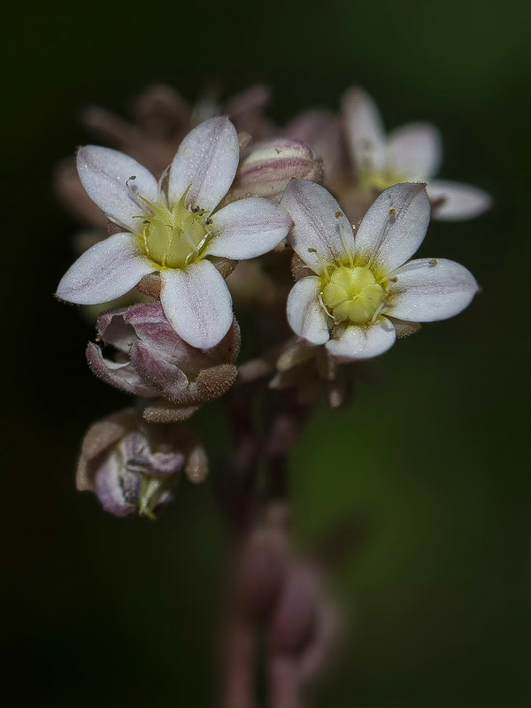 Sedum dasyphyllum.07