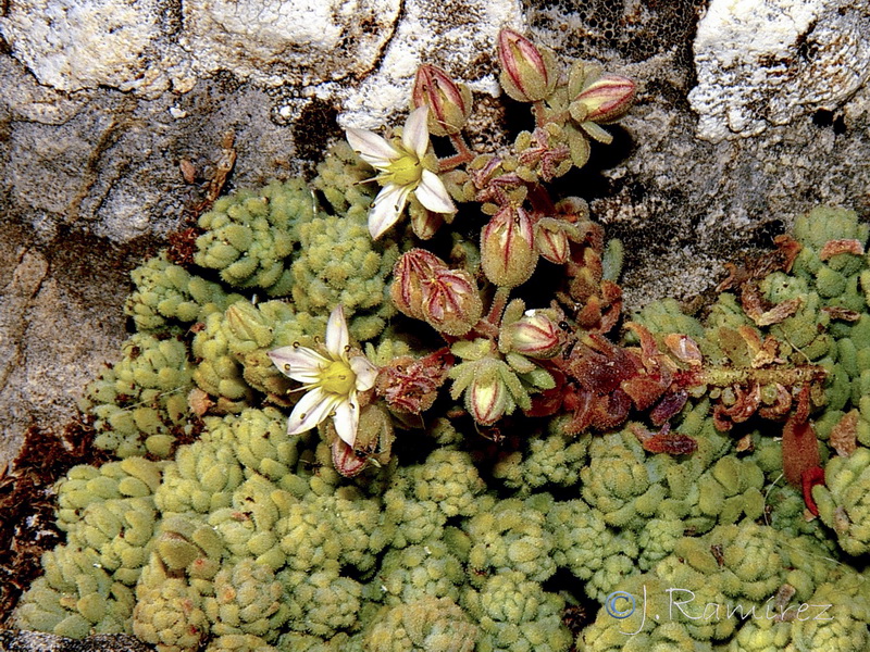 Sedum dasyphyllum glanduliferum.01