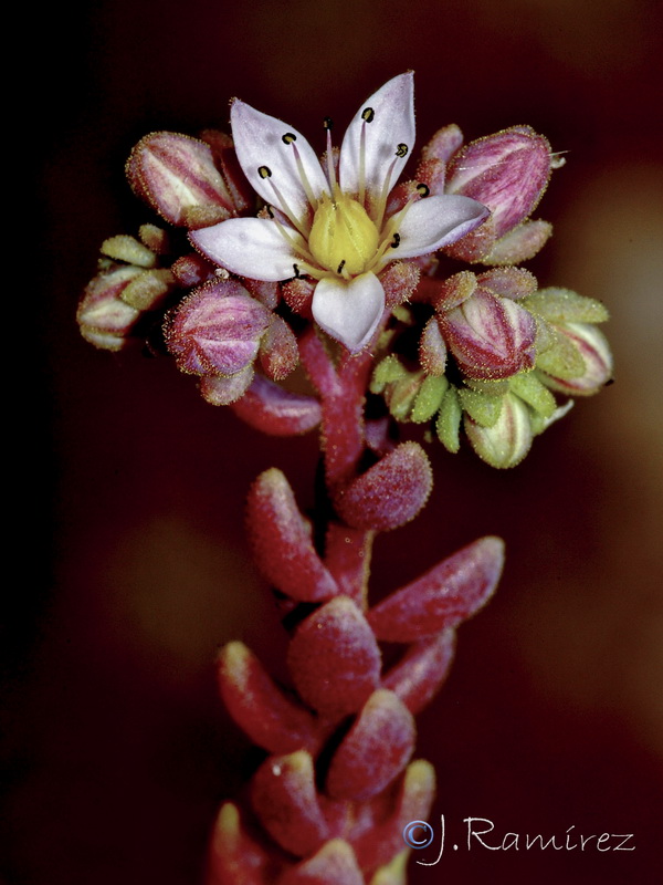 Sedum dasyphyllum glanduliferum.02