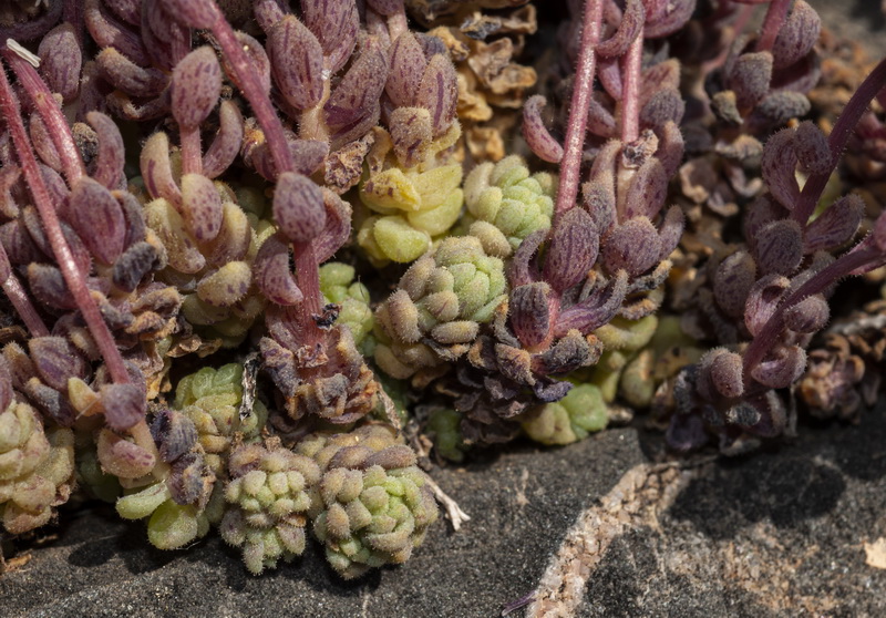 Sedum dasyphyllum glanduliferum.04