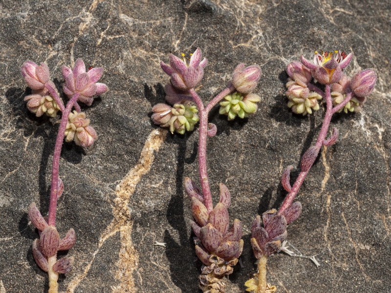 Sedum dasyphyllum glanduliferum.06