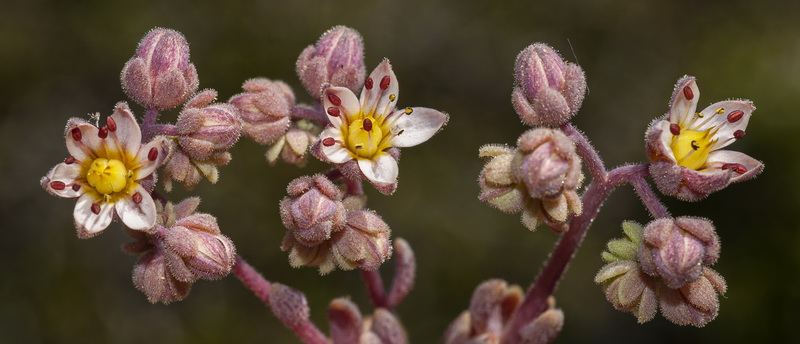 Sedum dasyphyllum glanduliferum.07