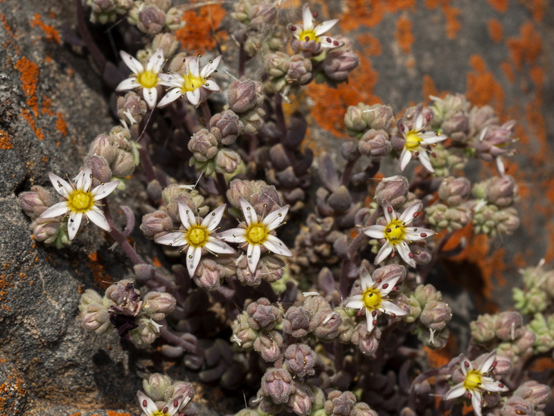 Sedum dasyphyllum glanduliferum.08