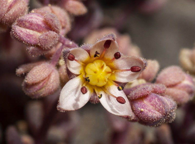 Sedum dasyphyllum glanduliferum.10