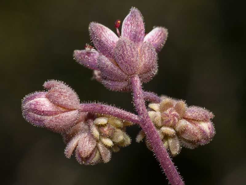 Sedum dasyphyllum glanduliferum.11