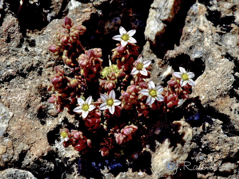 Sedum dasyphyllum granatense.02