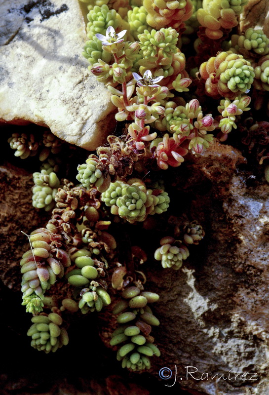 Sedum dasyphyllum granatense.03