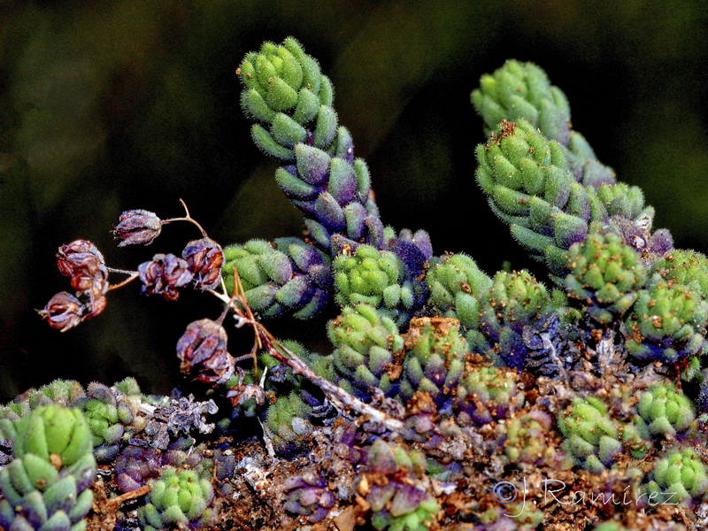 Sedum dasyphyllum granatense.04