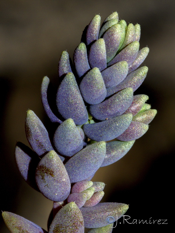 Sedum dasyphyllum granatense.05