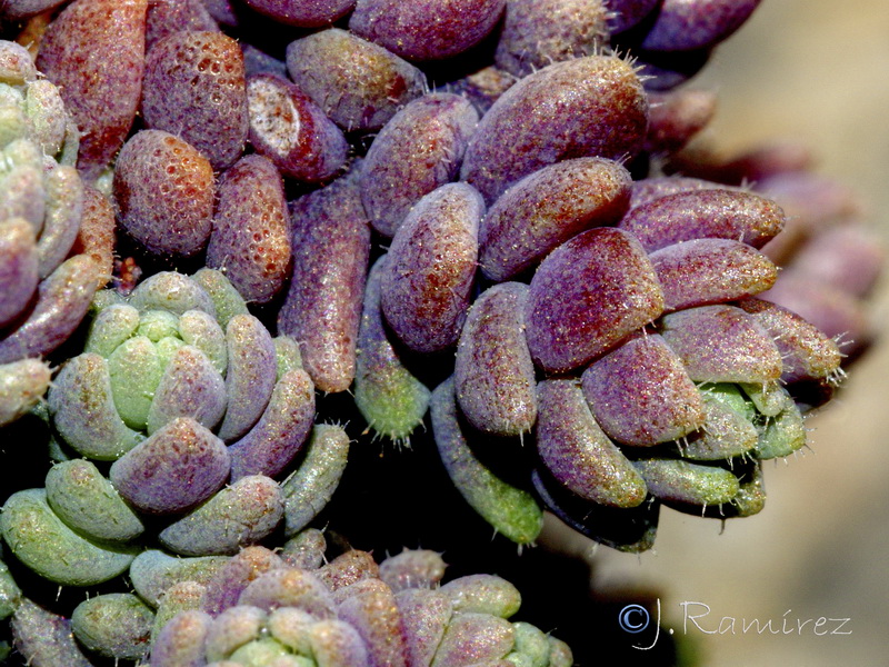 Sedum dasyphyllum granatense.06