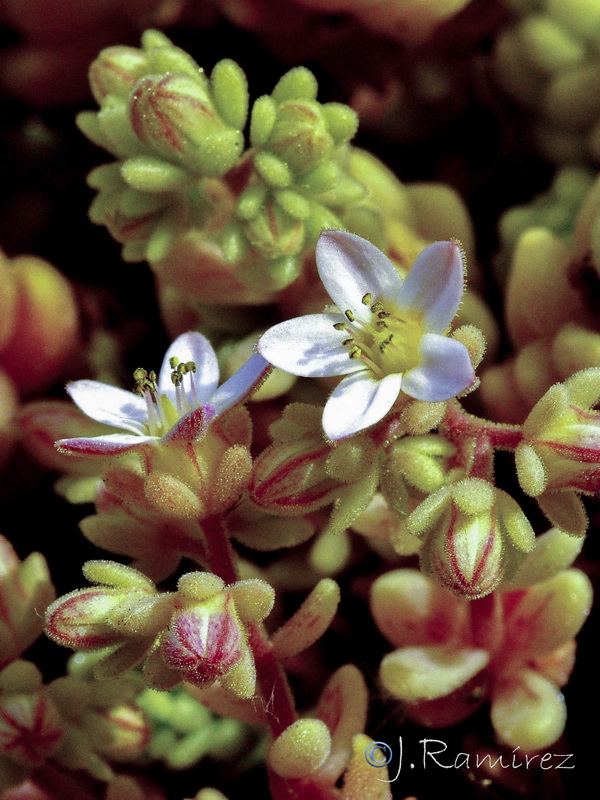 Sedum dasyphyllum granatense.07